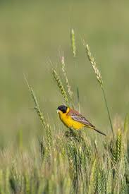 Image result for Emberiza melanocephala