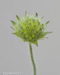 Attēlu rezultāti vaicājumam “Knautia arvensis fruit”