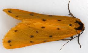 Attēlu rezultāti vaicājumam “Setina irrorella”