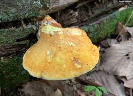 Attēlu rezultāti vaicājumam “Buglossoporus quercinus”