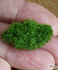 Attēlu rezultāti vaicājumam “Riccardia palmata”