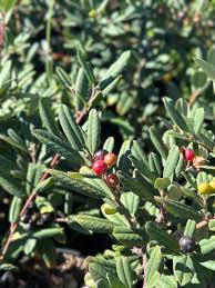 Attēlu rezultāti vaicājumam “Retinia resinella exuvia”