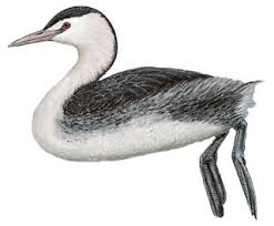 Attēlu rezultāti vaicājumam “Podiceps cristatus adult”