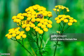 Attēlu rezultāti vaicājumam “Tanacetum vulgare flower”