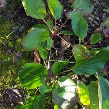 Attēlu rezultāti vaicājumam “Bergenia crassifolia”