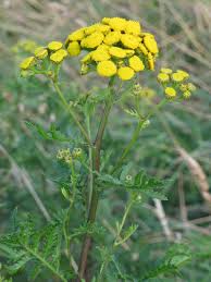 Image result for Tanacetum vulgare