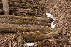 Attēlu rezultāti vaicājumam “Platygyrium repens”