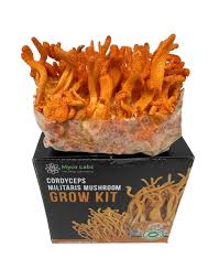 Attēlu rezultāti vaicājumam “Cordyceps militaris”