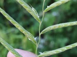 Attēlu rezultāti vaicājumam “Brachypodium pinnatum”