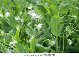 Attēlu rezultāti vaicājumam “Pisum sativum”