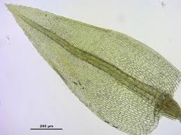 Attēlu rezultāti vaicājumam “Pohlia elongata”