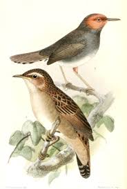 Image result for Locustella certhiola