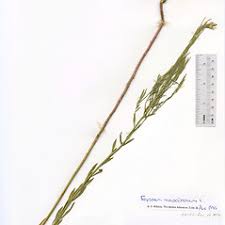 Attēlu rezultāti vaicājumam “Erysimum hieracifolium flower”