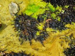 Attēlu rezultāti vaicājumam “Warnstorfia fluitans”