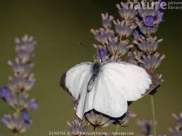 Attēlu rezultāti vaicājumam “Pieris brassicae female”