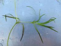 Attēlu rezultāti vaicājumam “Najas flexilis”