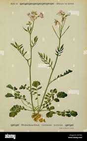 Attēlu rezultāti vaicājumam “Cardamine pratensis leaf”