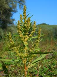 Attēlu rezultāti vaicājumam “Rumex maritimus leaf”