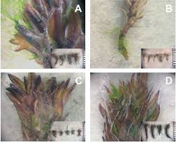 Attēlu rezultāti vaicājumam “Dicranella staphylina cells”