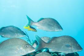 Image result for Haemulon album