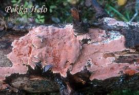 Attēlu rezultāti vaicājumam “Junghuhnia collabens”