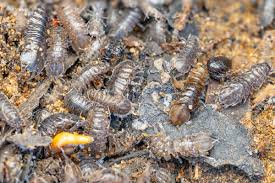 Attēlu rezultāti vaicājumam “Asellus aquaticus”