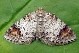 Attēlu rezultāti vaicājumam “Venusia blomeri”