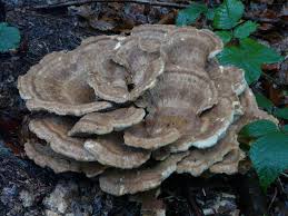 Attēlu rezultāti vaicājumam “Bondarzewia mesenterica”