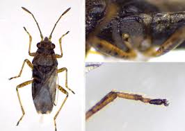 Attēlu rezultāti vaicājumam “Badhamiopsis scripta sessile”