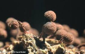 Attēlu rezultāti vaicājumam “Cribraria vulgaris macro”