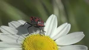 Attēlu rezultāti vaicājumam “Pyrrhocoris apterus nymph”