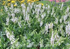 Image result for Salvia nemorosa