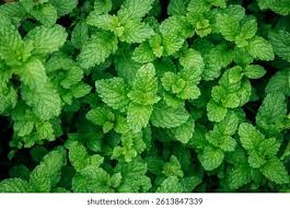 Attēlu rezultāti vaicājumam “Mentha aquatica leaf”