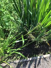 Attēlu rezultāti vaicājumam “Scirpus sylvaticus”