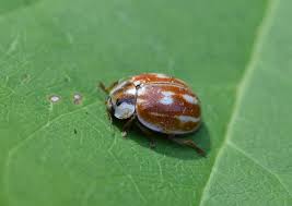 Attēlu rezultāti vaicājumam “Myzia oblongoguttata”