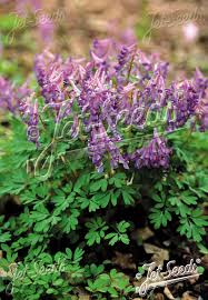 Attēlu rezultāti vaicājumam “Corydalis solida fruit”