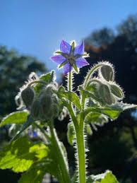 Attēlu rezultāti vaicājumam “Borago officinalis bud”