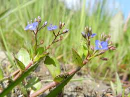 Attēlu rezultāti vaicājumam “Veronica beccabunga”
