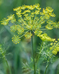 Attēlu rezultāti vaicājumam “Anethum graveolens flower”