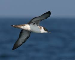 Image result for Puffinus gravis