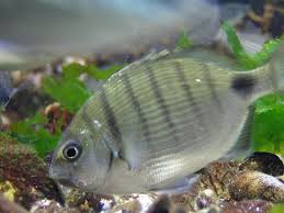 Image result for Diplodus cadenati