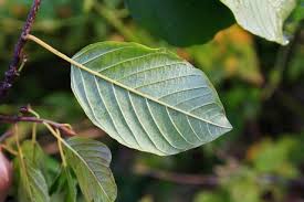 Attēlu rezultāti vaicājumam “Frangula alnus leaf”
