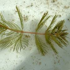 Attēlu rezultāti vaicājumam “Myriophyllum spicatum”