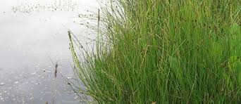 Attēlu rezultāti vaicājumam “Juncus balticus”