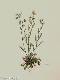 Attēlu rezultāti vaicājumam “Cardaminopsis arenosa fruit”