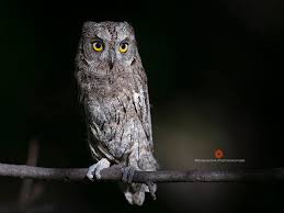 Image result for Otus scops