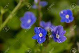 Attēlu rezultāti vaicājumam “Veronica agrestis”