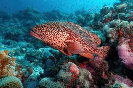 Image result for Epinephelus morio