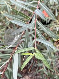 Attēlu rezultāti vaicājumam “Salix purpurea leaf”