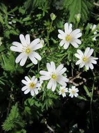Attēlu rezultāti vaicājumam “Stellaria holostea”